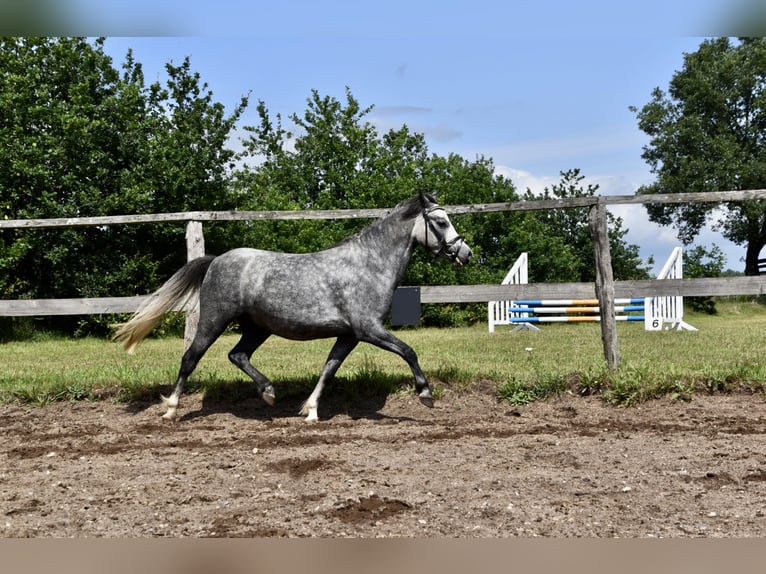 Welsh-A Croisé Jument 3 Ans 118 cm Gris pommelé in G&#xF6;ttin
