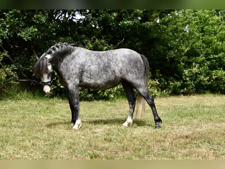 Welsh-A Croisé Jument 3 Ans 118 cm Gris pommelé in G&#xF6;ttin