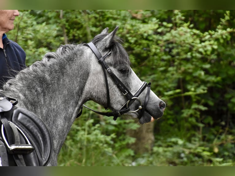Welsh-A Croisé Jument 3 Ans 118 cm Gris pommelé in G&#xF6;ttin