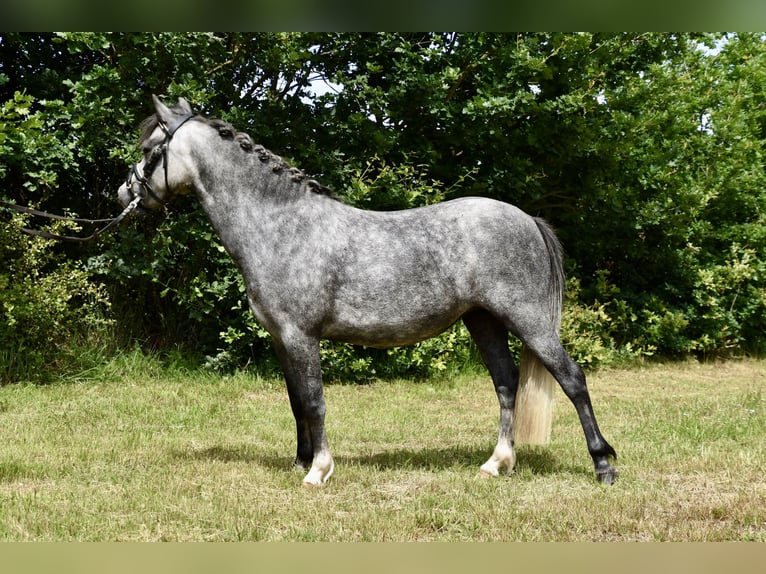 Welsh-A Croisé Jument 3 Ans 118 cm Gris pommelé in G&#xF6;ttin