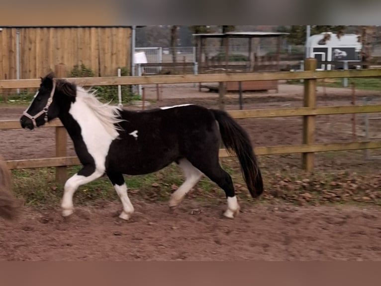 Welsh-A Croisé Jument 3 Ans 118 cm Pinto in Geeste