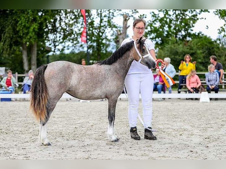Welsh-A Jument 3 Ans 119 cm Gris in Ruinerwold