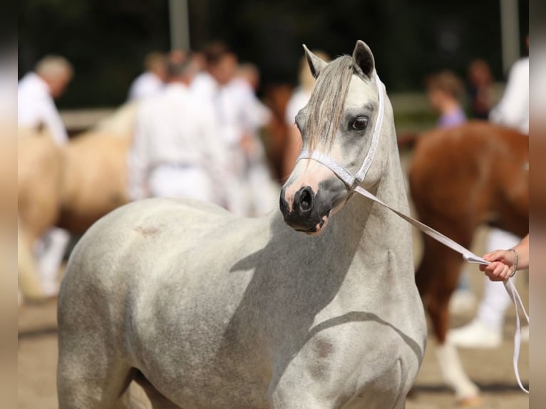 Welsh-A Jument 3 Ans 121 cm Gris in Aalten