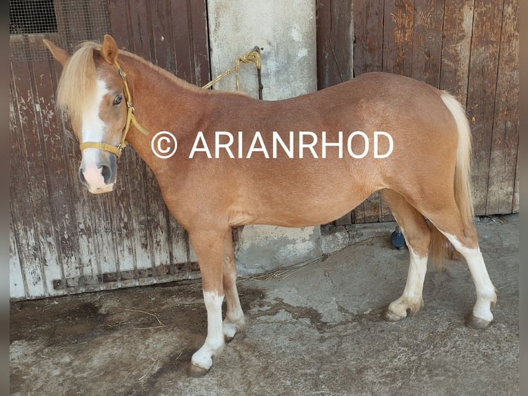 Welsh-A Jument 3 Ans 122 cm Alezan in Niederalben