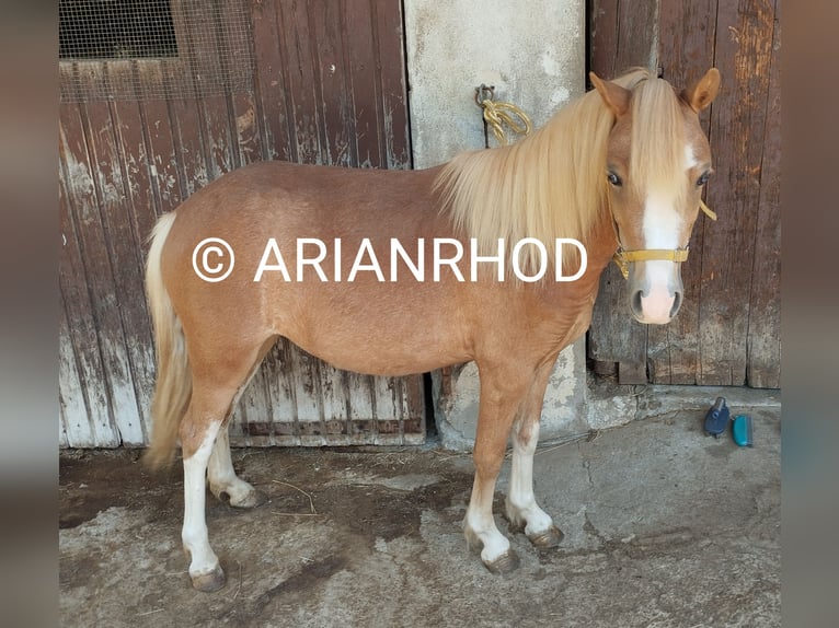 Welsh-A Jument 3 Ans 122 cm Alezan in Niederalben