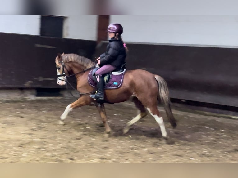 Welsh-A Jument 3 Ans 125 cm Alezan in Bramsche