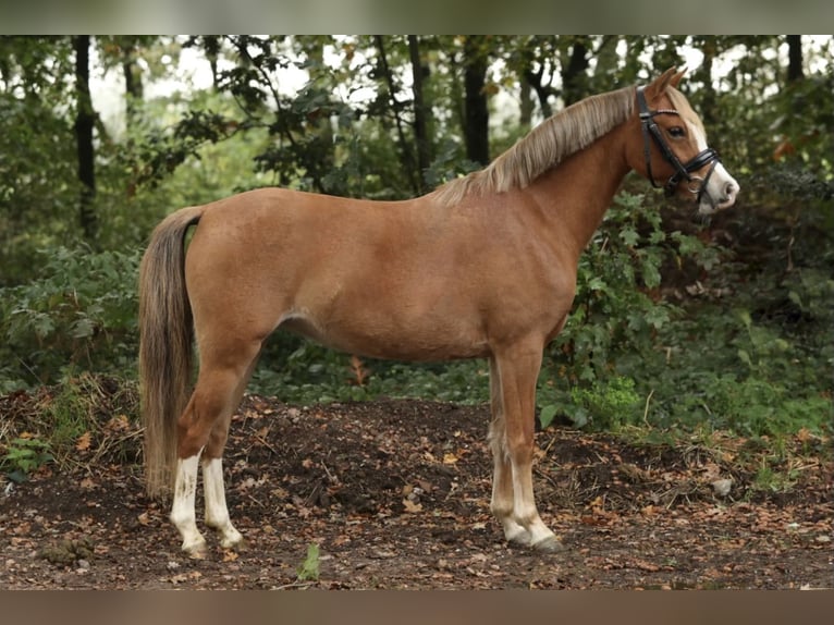 Welsh-A Jument 3 Ans 125 cm Alezan in Aalten