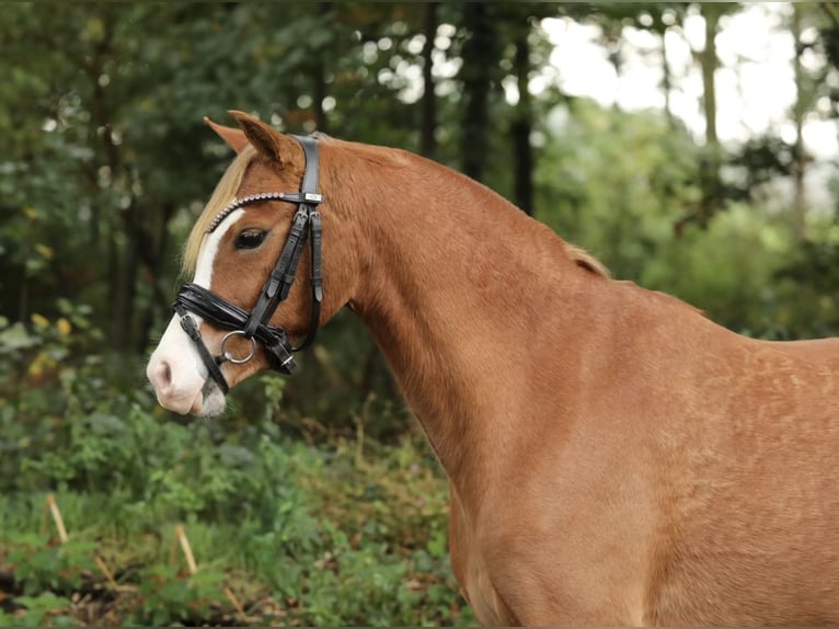 Welsh-A Jument 3 Ans 125 cm Alezan in Aalten