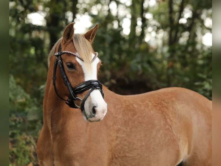 Welsh-A Jument 3 Ans 125 cm Alezan in Aalten