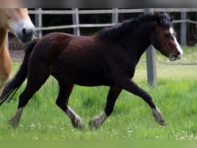 Welsh-A Jument 3 Ans 128 cm Bai in Neumünster