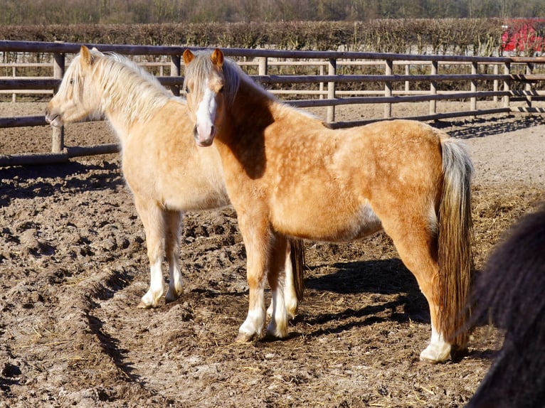 Welsh-A Jument 3 Ans Palomino in Paderborn