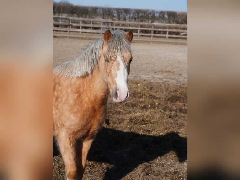 Welsh-A Jument 3 Ans Palomino in Paderborn