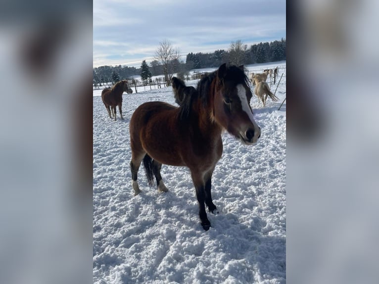 Welsh-A Jument 4 Ans 115 cm Noir in Hungen