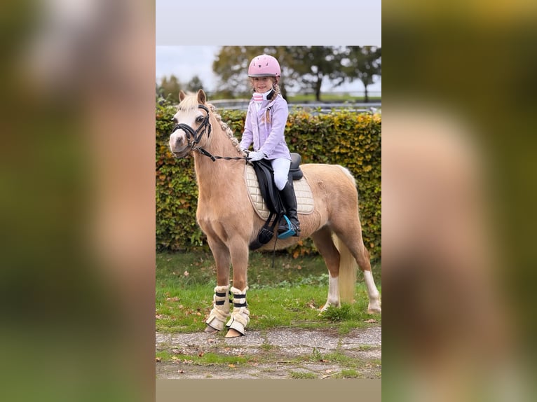 Welsh-A Jument 4 Ans 115 cm Palomino in Wachtum