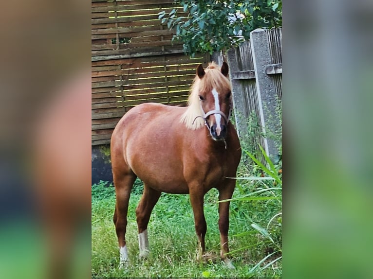 Welsh-A Jument 4 Ans 116 cm Alezan in Neufeld an der Leitha