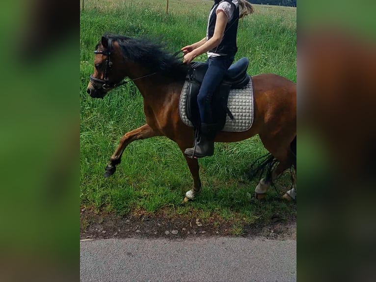 Welsh-A Jument 4 Ans 116 cm Bai in Voltlage