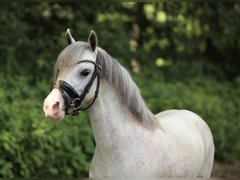 Welsh-A Croisé Jument 4 Ans 117 cm Gris in Aalten