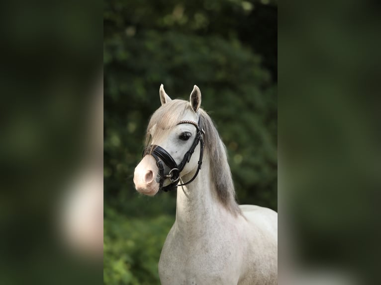 Welsh-A Croisé Jument 4 Ans 117 cm Gris in Aalten