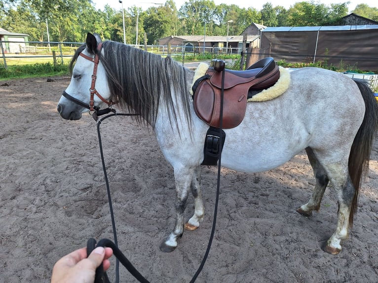 Welsh-A Jument 4 Ans 117 cm Gris in Hollandsche Rading