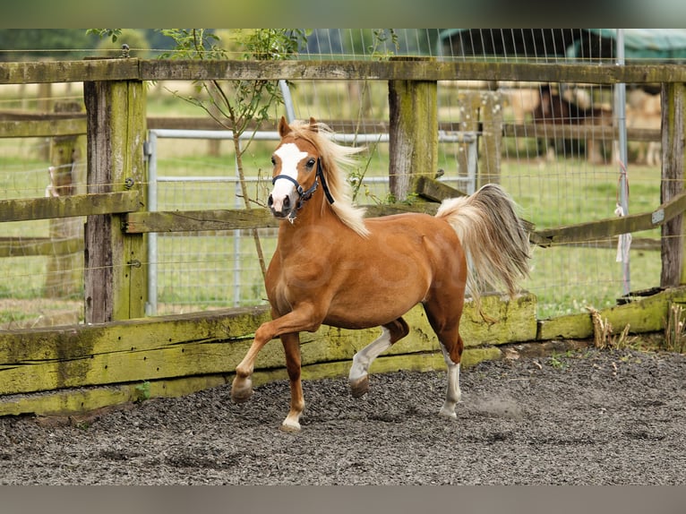 Welsh-A Jument 4 Ans 118 cm Alezan in Meerbusch