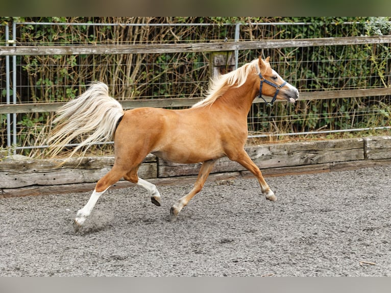 Welsh-A Jument 4 Ans 118 cm Alezan in Meerbusch