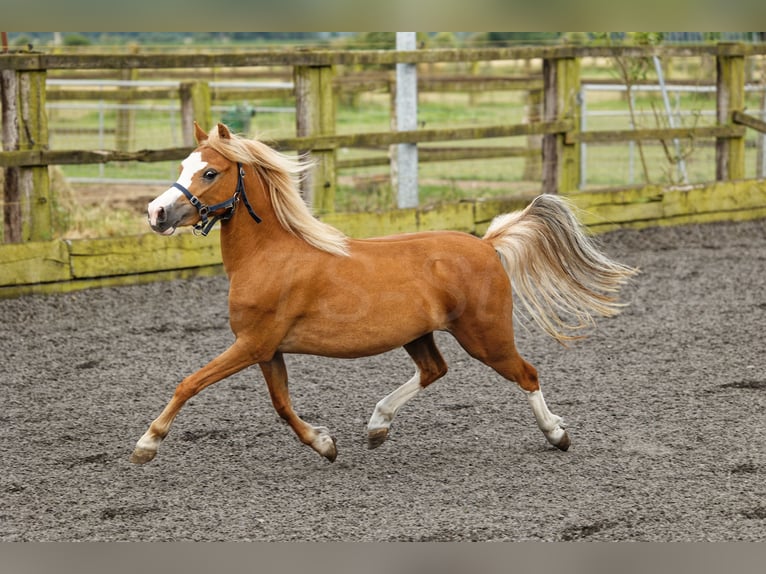 Welsh-A Jument 4 Ans 118 cm Alezan in Meerbusch