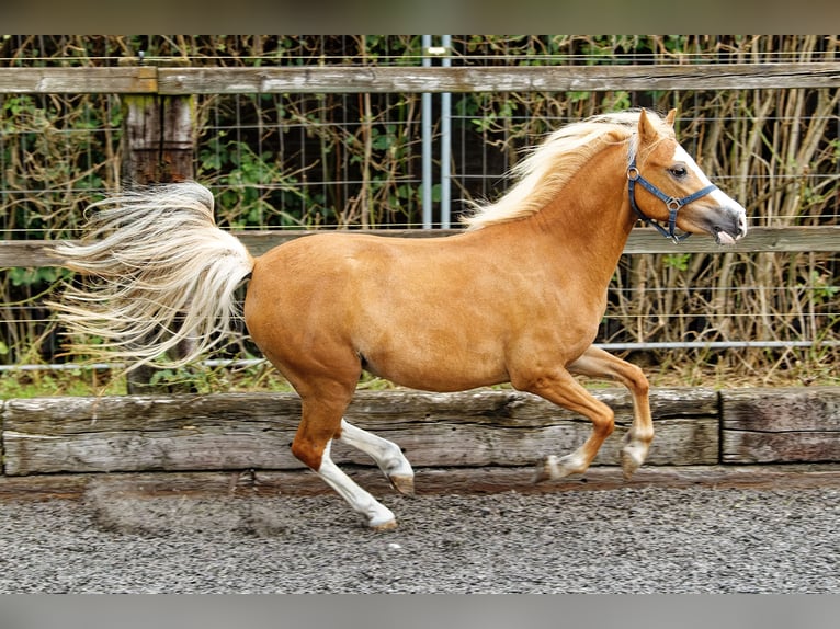 Welsh-A Jument 4 Ans 118 cm Alezan in Meerbusch