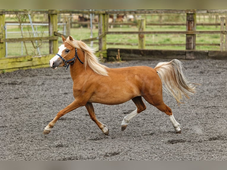 Welsh-A Jument 4 Ans 118 cm Alezan in Meerbusch