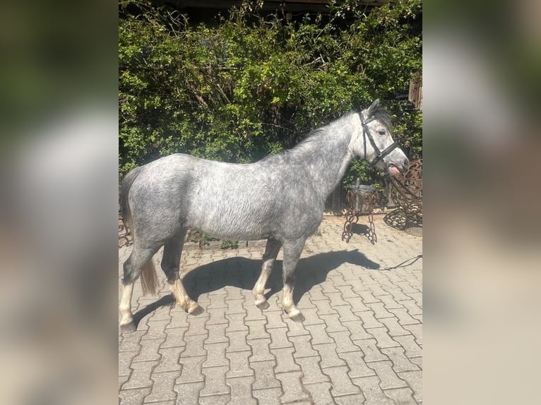 Welsh-A Jument 4 Ans 119 cm Gris in Loiching