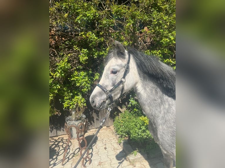 Welsh-A Jument 4 Ans 119 cm Gris in Loiching