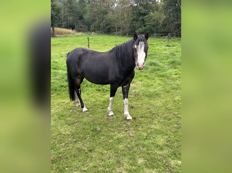 Welsh-A Jument 4 Ans 120 cm Bai brun foncé in Hengelo