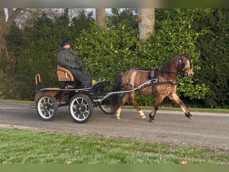 Welsh-A Jument 4 Ans 120 cm Rouan Rouge in Halle