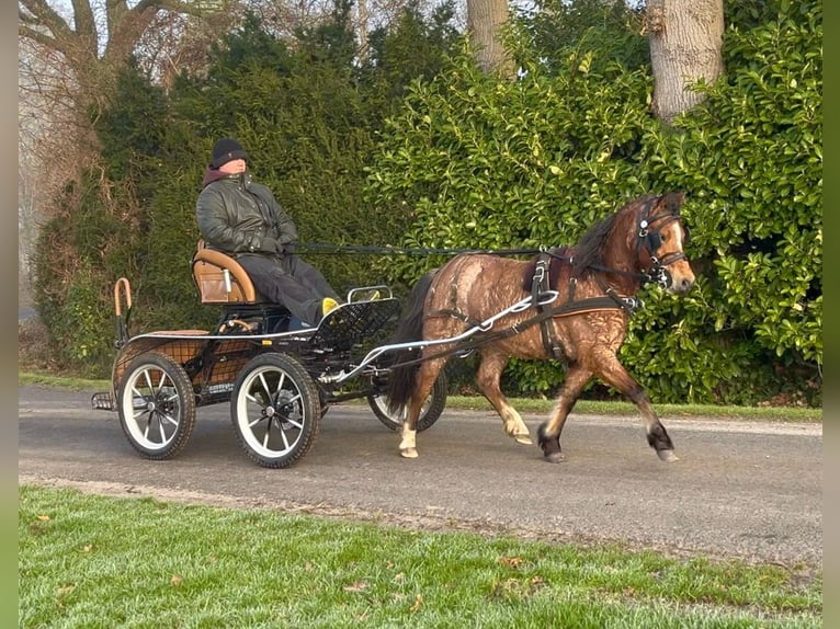 Welsh-A Jument 4 Ans 120 cm Rouan Rouge in Halle