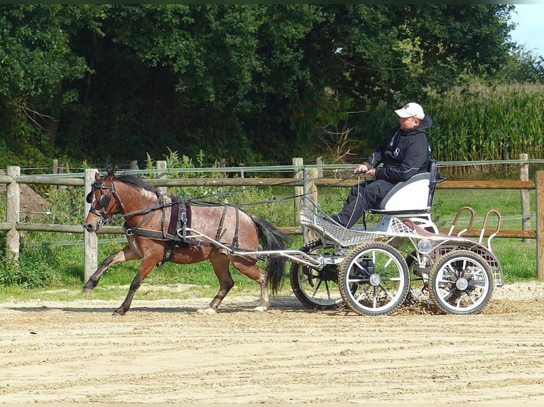 Welsh-A Jument 4 Ans 120 cm Rouan Rouge in Halle