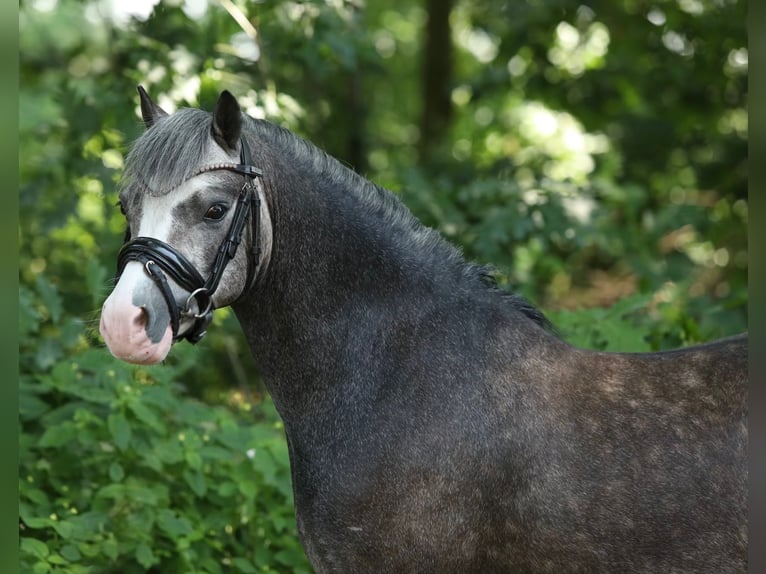 Welsh-A Jument 4 Ans 122 cm Gris in Sendenhorst
