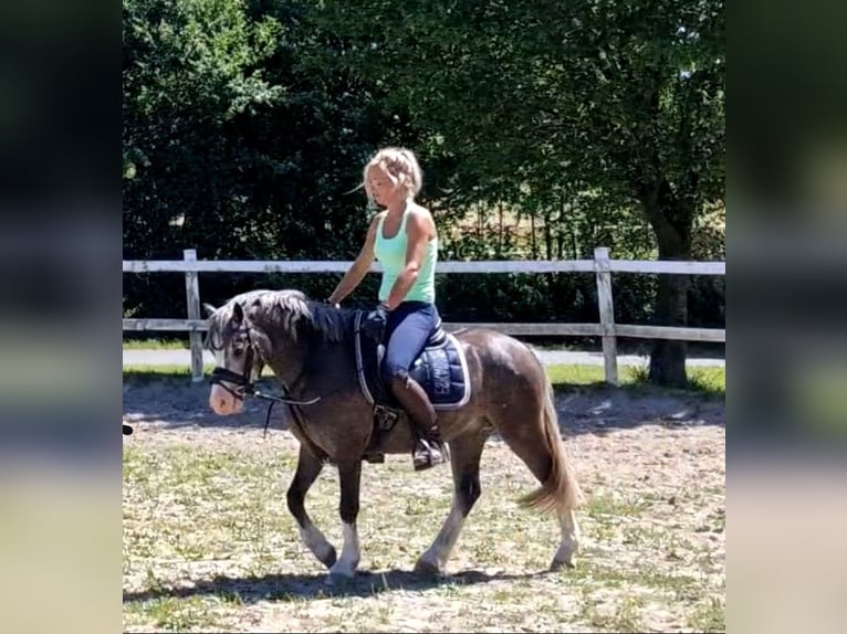 Welsh-A Jument 4 Ans 122 cm Gris in Sendenhorst