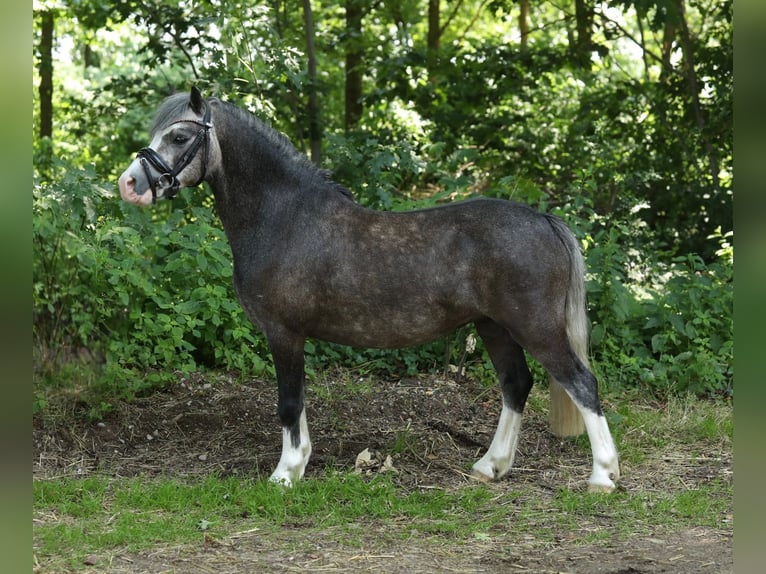 Welsh-A Jument 4 Ans 122 cm Gris in Sendenhorst