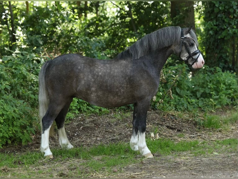 Welsh-A Jument 4 Ans 122 cm Gris in Sendenhorst