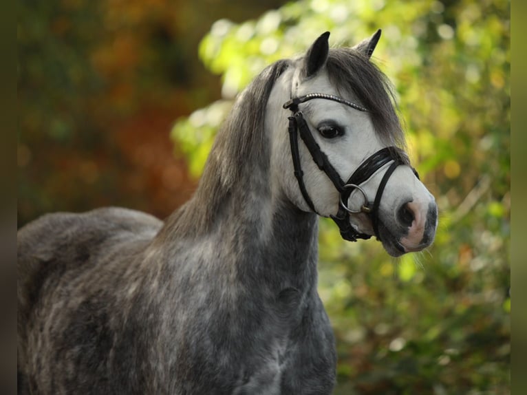 Welsh-A Jument 4 Ans 122 cm Gris in Aalten