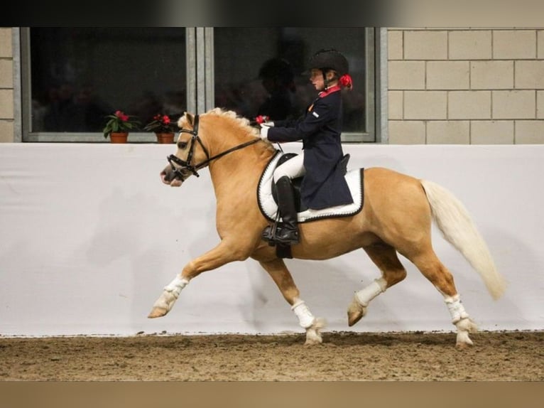 Welsh-A Jument 4 Ans 123 cm Gris noir in Schwalmstadt