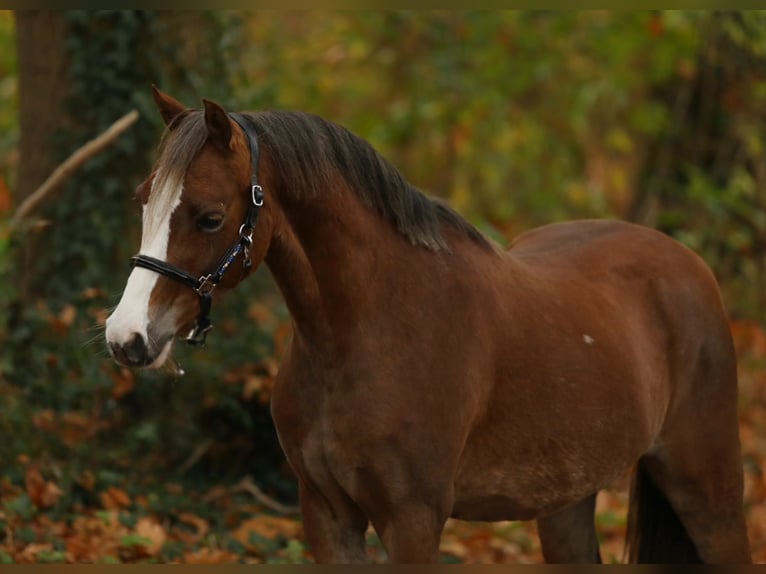 Welsh-A Jument 4 Ans 127 cm Alezan in Aalten