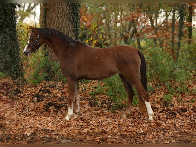 Welsh-A Jument 4 Ans 127 cm Alezan in Aalten