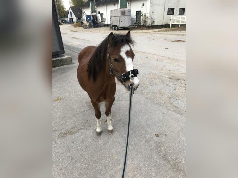 Welsh-A Jument 5 Ans 114 cm Bai in Gelsenkirchen