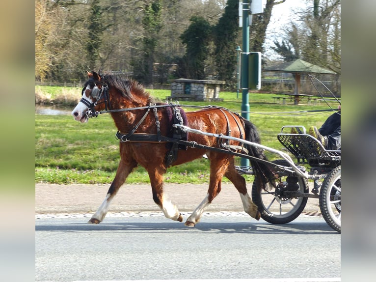 Welsh-A Jument 5 Ans 117 cm Bai in Halle