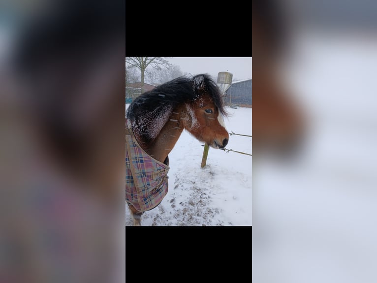 Welsh-A Jument 5 Ans 117 cm Bai in Ruurlo