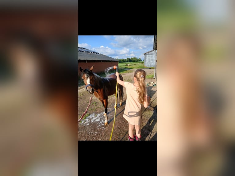 Welsh-A Jument 5 Ans 117 cm Bai in Ruurlo