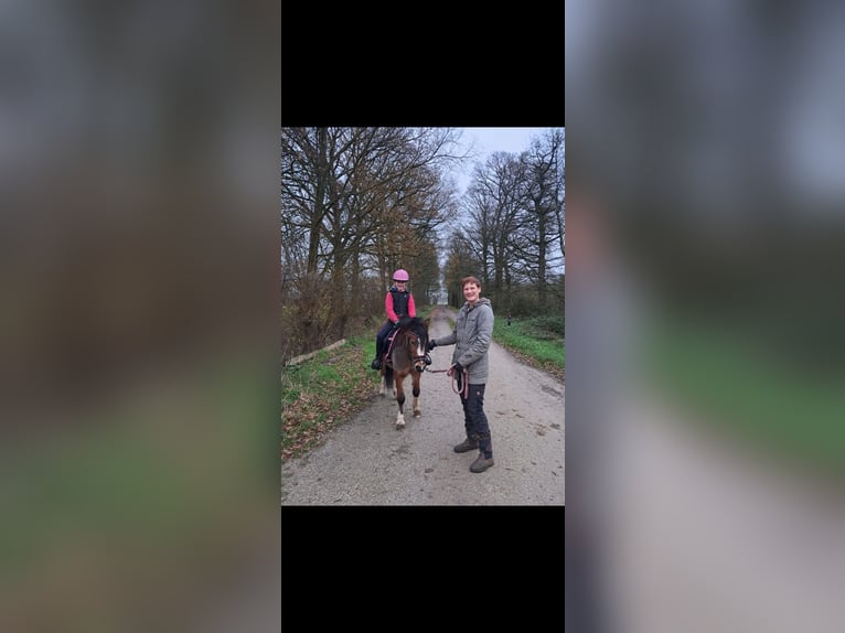 Welsh-A Jument 5 Ans 117 cm Bai in Ruurlo