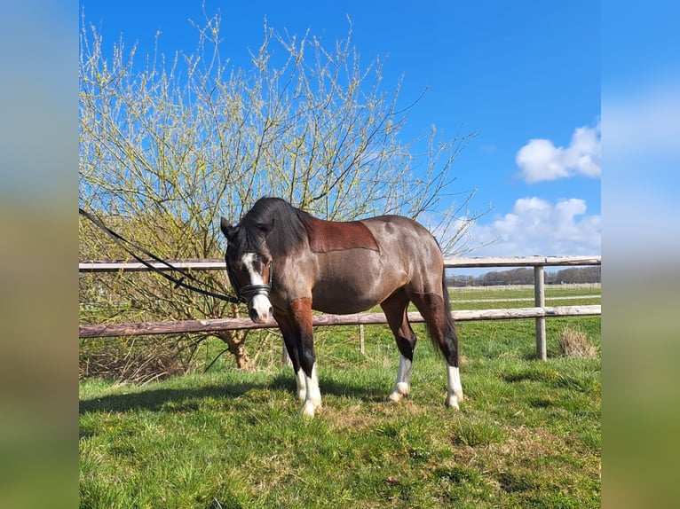 Welsh-A Jument 5 Ans 120 cm Bai brun in Wurster Nordseeküste