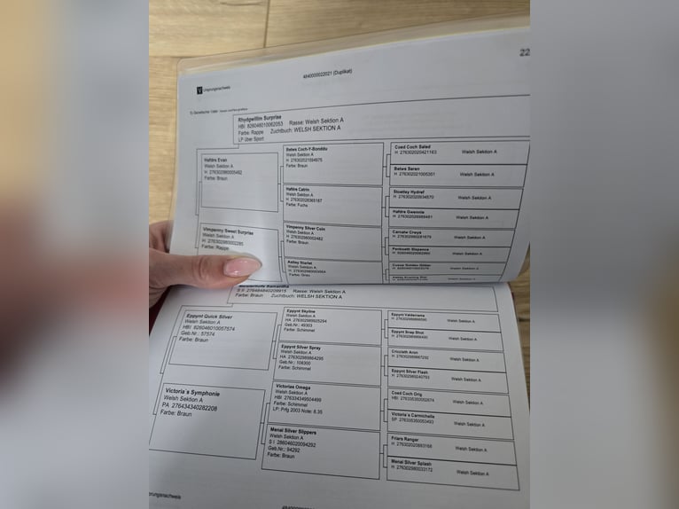 Welsh-A Jument 5 Ans 120 cm Bai brun in Wurster Nordseeküste