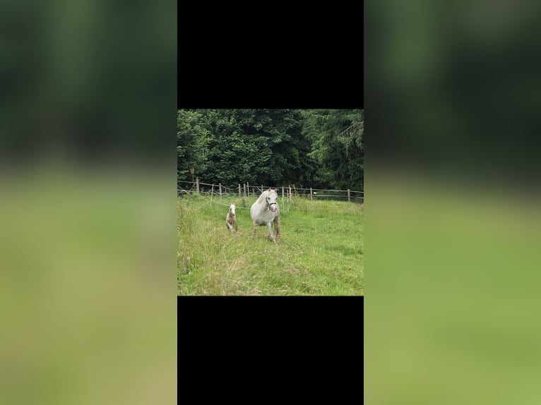 Welsh-A Jument 5 Ans 120 cm Gris in Witten